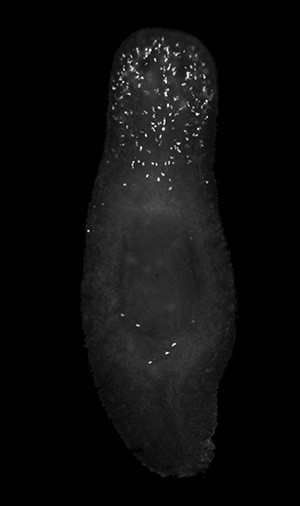 Damaged cells (illuminated) died off in the lower half of the planarian, but persisted in the upper half. (Credit: Oviedo Lab) Damaged cells (illuminated) died off in the lower half of the planarian, but persisted in the upper half. (Credit: Oviedo Lab)