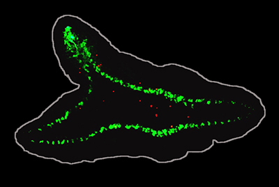 In areas where brain tissue was introduced (thickening of the green signal), the damaged cells divided even more frequently. (Credit: Oviedo Lab) In areas where brain tissue was introduced (thickening of the green signal), the damaged cells divided even more frequently. (Credit: Oviedo Lab)